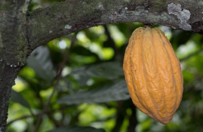Buscan mejorar competitividad de la cadena de Cacao – Chocolate