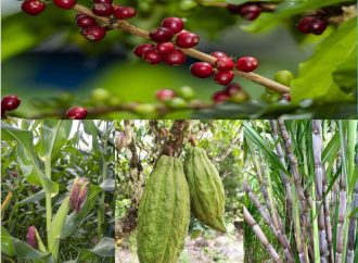 Impacto de la variabilidad climática en sector agropecuario del Huila