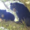 Importancia ecológica de los osos