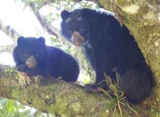 Importancia ecológica de los osos