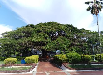 Postularon árboles de 21 municipios del Huila a Monumento Natural 2024