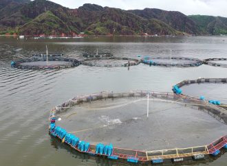 ¿Peligra actividad piscícola del Huila por Fenómeno de El Niño?