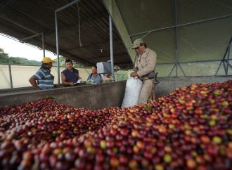 Aumentó producción de café