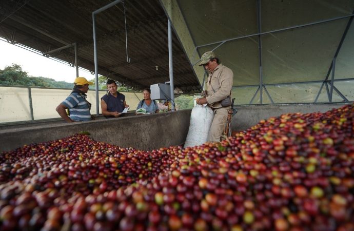 Aumentó producción de café