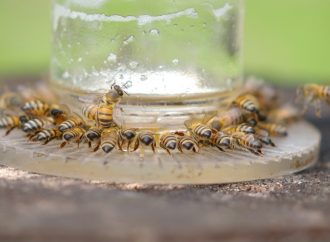 ¡A proteger hábitat de las abejas!