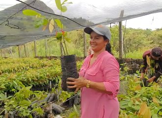 La apuesta por el cacao en el Huila