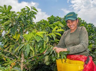 Huila, 14 años como primer productor de café del país