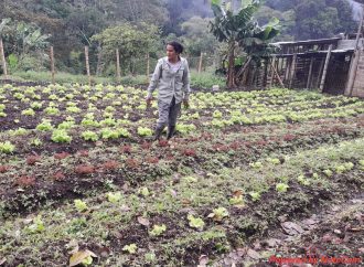 Buscan garantizan seguridad alimentaria en el Huila