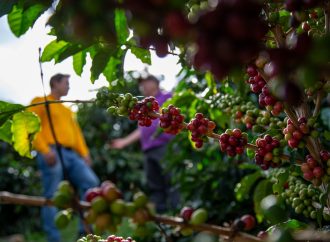 Huila confirma liderazgo cafetero