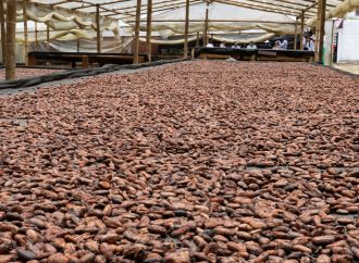 Incrementar la producción de cacao, apuesta del Huila