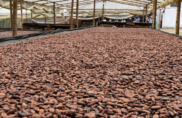 Incrementar la producción de cacao, apuesta del Huila