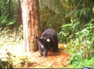 Huila, la casa de El Oso Andino