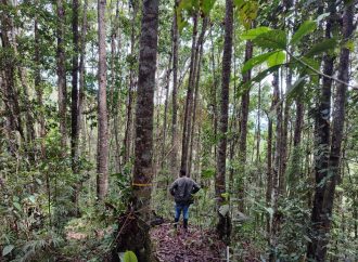 Huila con la población más grande de roble en el país