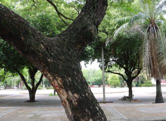 Preocupan recurrentes caídas de árboles por las lluvias