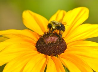 Preocupante disminución en las poblaciones de abejas