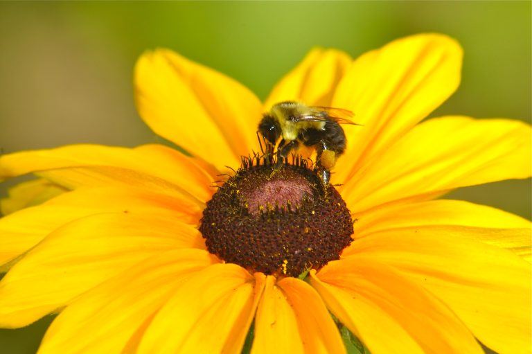 Preocupante disminución en las poblaciones de abejas