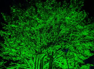 Declaran a 33 árboles Patrimonios Naturales del Huila