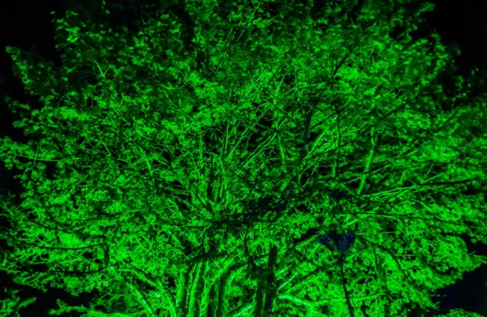 Declaran a 33 árboles Patrimonios Naturales del Huila