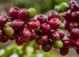 En Algeciras, reconversión cafetera: un camino hacia la paz y el desarrollo