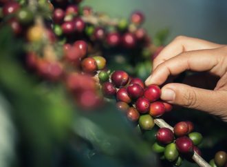 Huila lidera producción nacional de café e impulsa el desarrollo social y económico