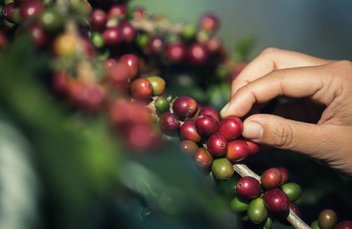 Huila lidera producción nacional de café e impulsa el desarrollo social y económico