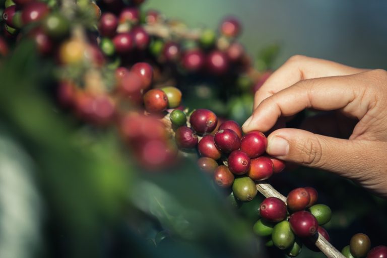 Huila lidera producción nacional de café e impulsa el desarrollo social y económico