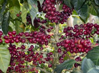 Llaman a ‘catapultar’ al Huila como el ‘Corazón Cafetero de Colombia’