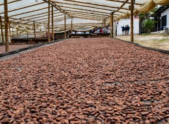 Buscan consolidar Cacao Origen Huila