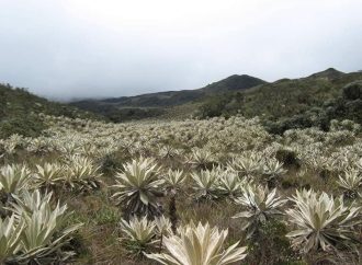 ¿Está en peligro el Parque Natural Cerro Páramo de Miraflores?