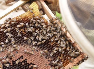Con producción de miel, protegen cuenca del río Las Ceibas
