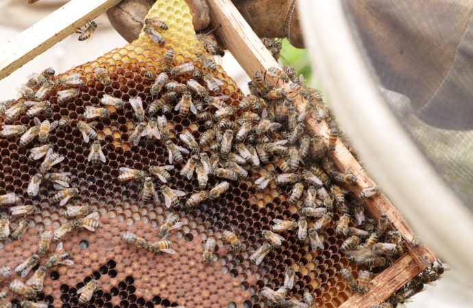 Con producción de miel, protegen cuenca del río Las Ceibas