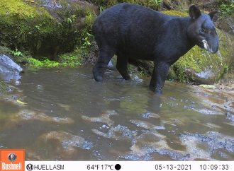 En Pitalito y San Agustín, 10 años del Festival Nacional del Oso y la Danta