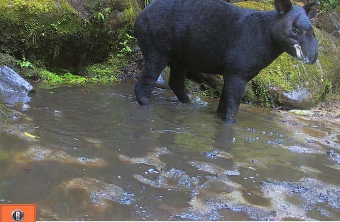 En Pitalito y San Agustín, 10 años del Festival Nacional del Oso y la Danta