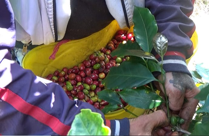 Emprenden renovación de cafetales en 35 municipios