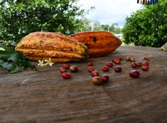 Cacao del Huila se abre paso mundial con inversión de USD 21,8 millones