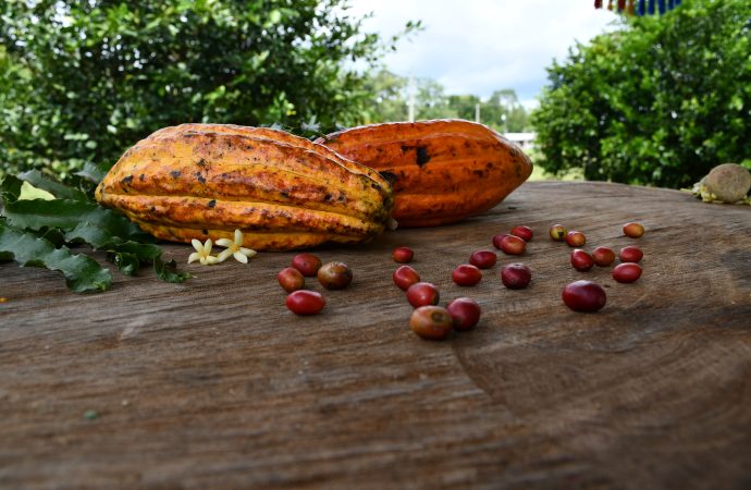 Cacao del Huila se abre paso mundial con inversión de USD 21,8 millones