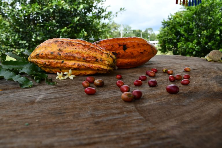 Cacao del Huila se abre paso mundial con inversión de USD 21,8 millones