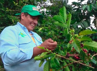 Mejorarán competitividad de familias caficultoras en Gigante y Garzón
