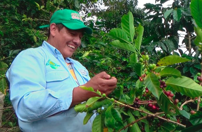Mejorarán competitividad de familias caficultoras en Gigante y Garzón