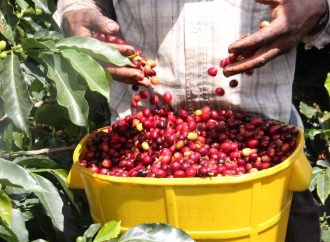Huila ratifica liderazgo cafetero del país