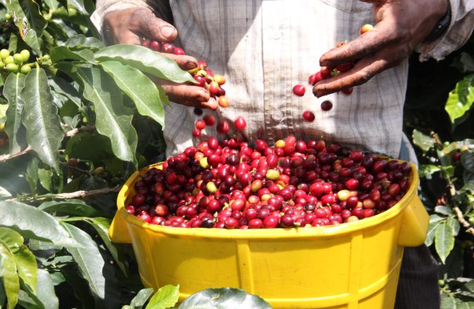 Huila ratifica liderazgo cafetero del país