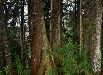 FAO destaca labor del Grupo Ecológico Los Castores del municipio de Acevedo