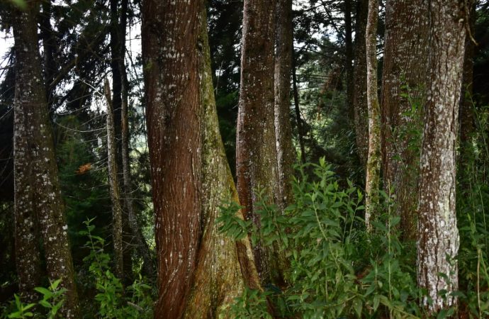 FAO destaca labor del Grupo Ecológico Los Castores del municipio de Acevedo