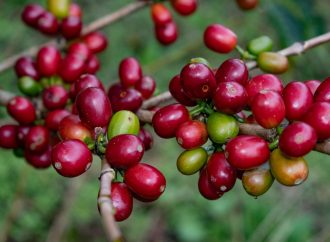 Huila confirma su liderazgo como ‘corazón cafetero’ de Colombia