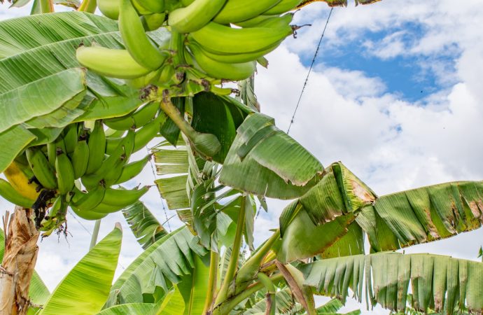 Huila potencia producción de banano y plátano