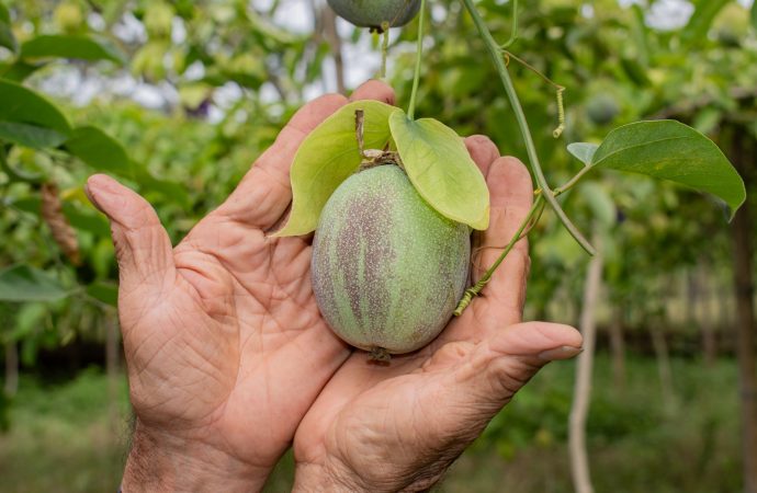 Abren Casa de la Pasiflora en Rivera