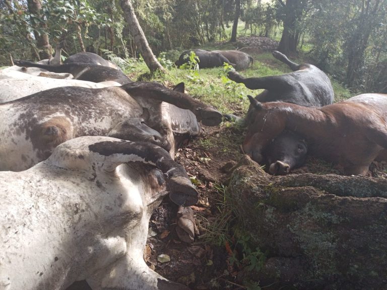 Monitoreo permanente ante emergencias por lluvias