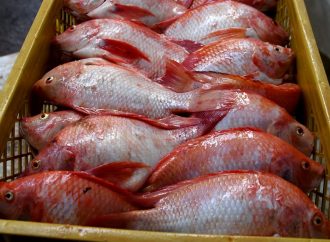 Huila produce 80.000 toneladas anuales de carne de pescado