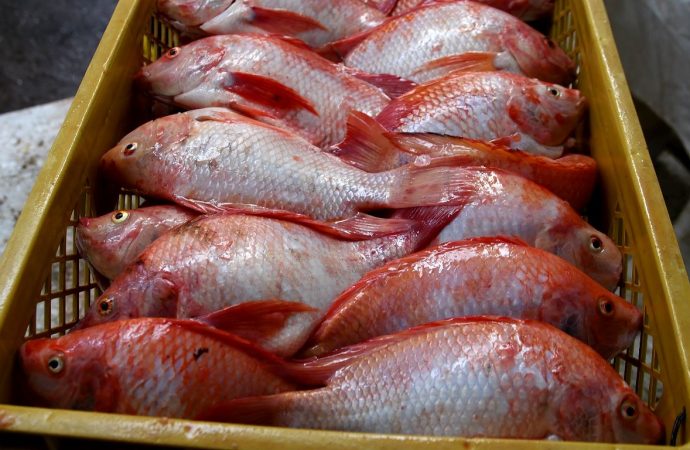 Huila produce 80.000 toneladas anuales de carne de pescado