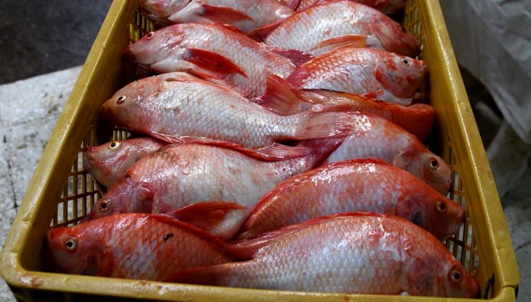 Huila produce 80.000 toneladas anuales de carne de pescado